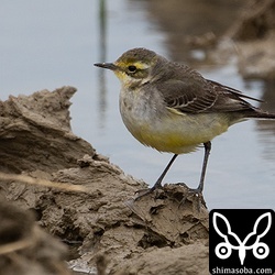 ツメナガセキレイ第1回冬羽。こちらは20羽ほどがムネアカタヒバリとともに行動。