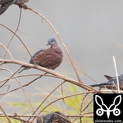 ベニバトのオスはキジバトの群れに混じっていました。石垣島では、お馴染みの光景です。
