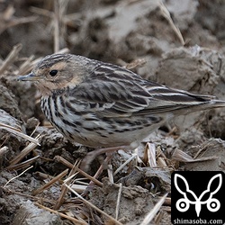 換羽状態がさまざまで赤みが強く残る個体も多いです。