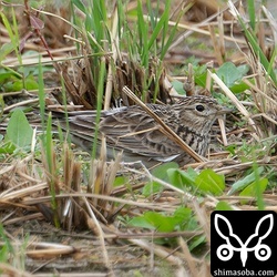 石垣島はもちろん沖縄全体でも飛来が少ないヒバリ。ムネアカタヒバリの群れを見ていたら鳴き声がしたので端からサーチしたらいました。