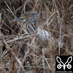 昨年から長いこと越冬しているアカガシラサギ。少なくとも2羽が同じ田んぼにいます。