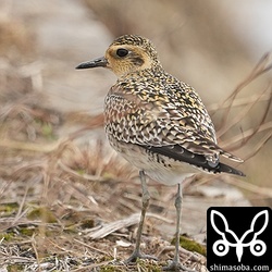 ムナグロは田んぼやサトウキビ畑で確認。こちらも増えるのは4月に入ってからです。