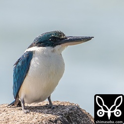 かなり近いのですが、植生の隙間から見ているのでリラックスしています。