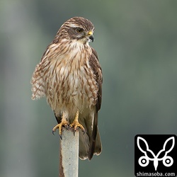 越冬中のサシバ幼鳥。来月には北へ渡ってしまうことでしょう。