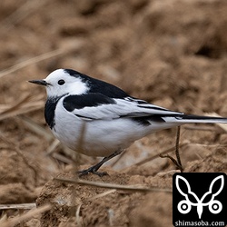 ホオジロハクセキレイのオス。移動組のハクセキレイも見かける季節になりました。