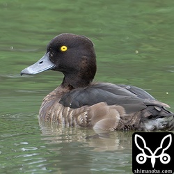 キンクロハジロはダムには数百羽が滞在中ですが、この沈砂池には4羽がいました。
