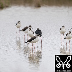 セイタカシギは15羽が飛来。春の移動が始まっています。