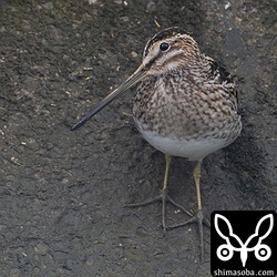 タシギは1月半ばに活発な移動がありましたが、今は落ち着いています。4月になれば多くの個体が石垣島を通過していきます。