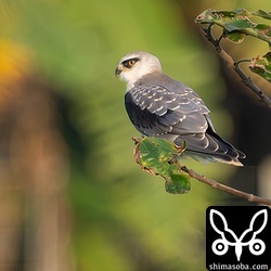 カタグロトビの幼鳥。目の前に何度もやってきて獲物を探していました。