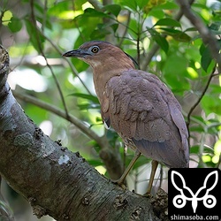 ズグロミゾゴイの成鳥。これから繁殖期に入り、婚姻色に染まった鮮やかな姿を見せてくれます。