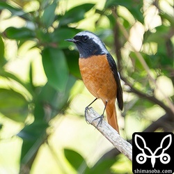 ジョウビタキが増えていました。渡りの移動組かと思われます。