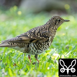 警戒心を忘れてしまったトラツグミ。個体によって極端に人への反応が違いますね。