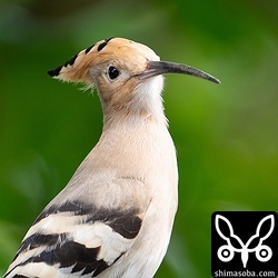 ヤツガシラはかわいらしい姿でかなりの健啖家。石垣島は芝生の中にゴキブリが多く潜んでいるようで、長いくちばしを地面に差し込んでは次々と捕獲していました。
