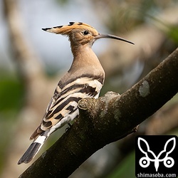 カラスに追われるシーンも何度か目にします。