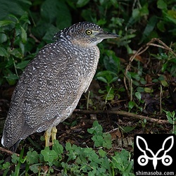 上とは別個体。換羽の進捗に違いが見られます。