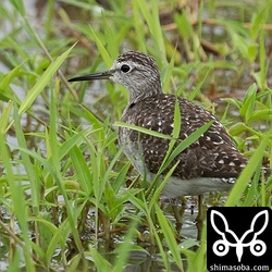 タカブシギも北上組が通過し出しています。まだまだ小さな群れ。