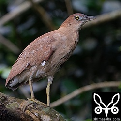ズグロミゾゴイ成鳥。婚姻色が発現しつつあります。