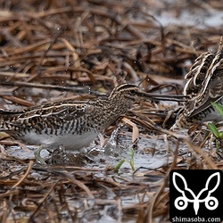 春が近づくと活力がみなぎり、喧嘩も増えるのでしょうか。