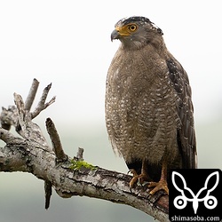 バンナ公園を縄張りとするカンムリワシ。人を見慣れているので、鷹揚な性格のカンムリワシが多いのですが、この個体は警戒心が強い成鳥です。