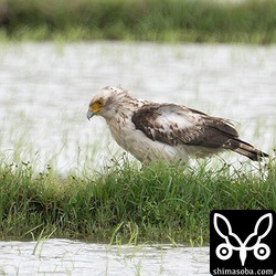 上の成鳥と同じエリアのカンムリワシ幼鳥。成鳥に見つかるたびにどやされている…。^^;