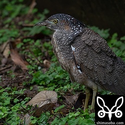 昨年生まれのズグロミゾゴイ。幼羽から成羽に変わりつつあります。