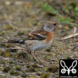 メスはよく分かりませんが、こちらも夏羽なのでしょうか。