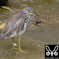 昨年の秋から長逗留中のアカガシラサギ。まだまだ冬羽です。同じ田んぼに3羽ほど滞在していますが、どれも換羽は進んでいません。