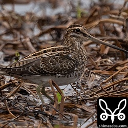 越冬組のタシギ。小さな湿地に数羽が逗留中。