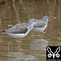 アオアシシギもまだ少ないですが確実に渡りを経由する飛来は増えています。