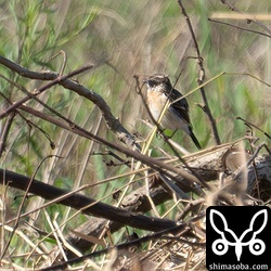 遠くにノビタキですが、小鳥の世界ではまだ春は遠そう。