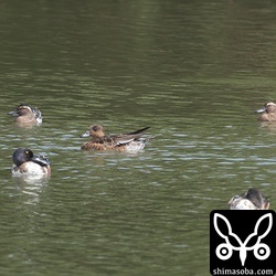 ため池にはシマアジが6羽ほど。越冬組のマガモやヒドリガモ、ハシビロガモと一緒に行動。