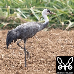 パインアップル畑を背景にするナベヅルの写真は貴重だと思います。