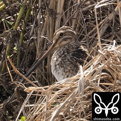 上半身しか見せてくれないタシギ。