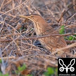 畔に現れたリュウキュウヨシゴイ。