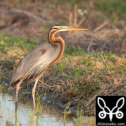 上のリュウキュウヨシゴイの目の前に現れたムラサキサギ。