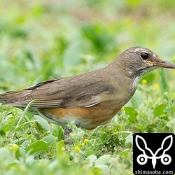 目線の高さで近くで観察できました。