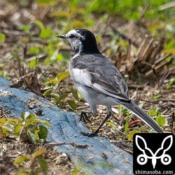 ハクセキレイの北上組も石垣島を通過しています。