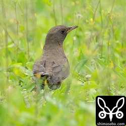小さな草原にアカハラ5羽の群れ。採餌に集中して警戒心はありません。空腹具合からして到着したばかりなのでしょう。
