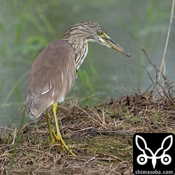 いつものアカガシラサギはいつもの田んぼで。