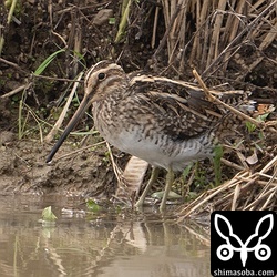 こちらも越冬タシギ。