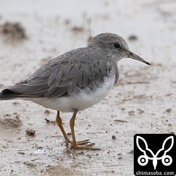 数羽でやってきたオジロトウネン。羽衣は冬羽のままですね。