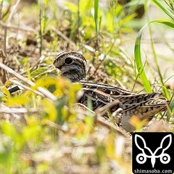 近くにいた、草に隠れたつもりのタシギ。