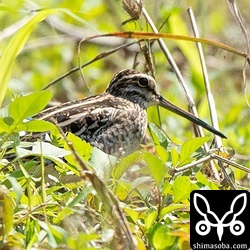 こちらもすぐそばに隠れていたタシギ。