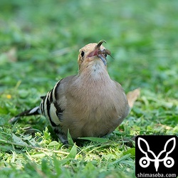 上と同個体。刈られた芝からクモを見つけたヤツガシラ。