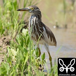 昨年秋から長期滞在のアカガシラサギ。冬羽ですが、まもなく換羽が始まると思います。