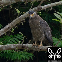 上と同個体のメス。新たに購入したFE 400-800mm F6.3-8 G OSSはテレコンのSEL14TCをかました状態で距離のある被写体でもよく写ります。