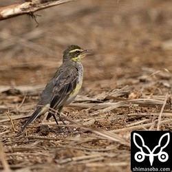 ツメナガセキレイ100羽以上の群れがサトウキビ畑で休憩。到着したばかりの様子でした。