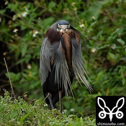 ほんの少しだけ婚姻色のムラサキサギ。