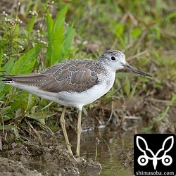 今季初のアオアシシギは数羽が飛来。