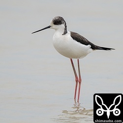 上のアカアシシギと数羽のセイタカシギがともに採餌。